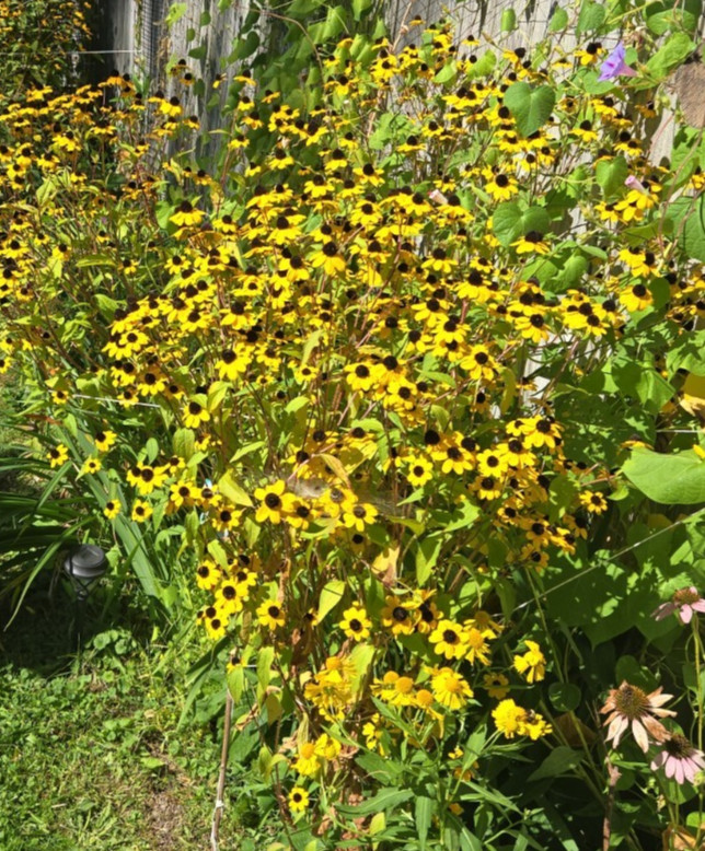 1 GRAM + Rudbeckia Triloba/Brown-Eyed Susan/Native Eastern & Central US/Organic