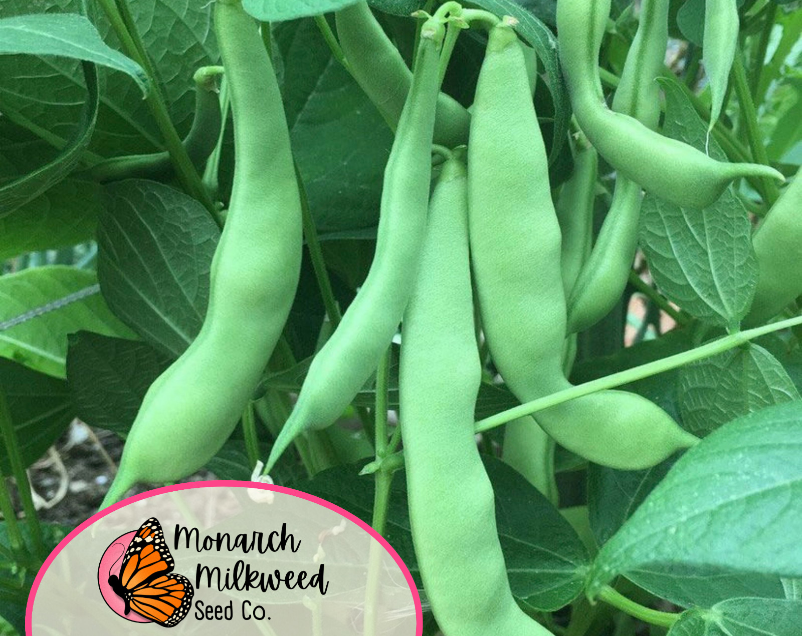 25+ Bush Bean Seeds ‘Roma II’ | Heirloom, Non-GMO, Vegetable Gardening Seed, USA