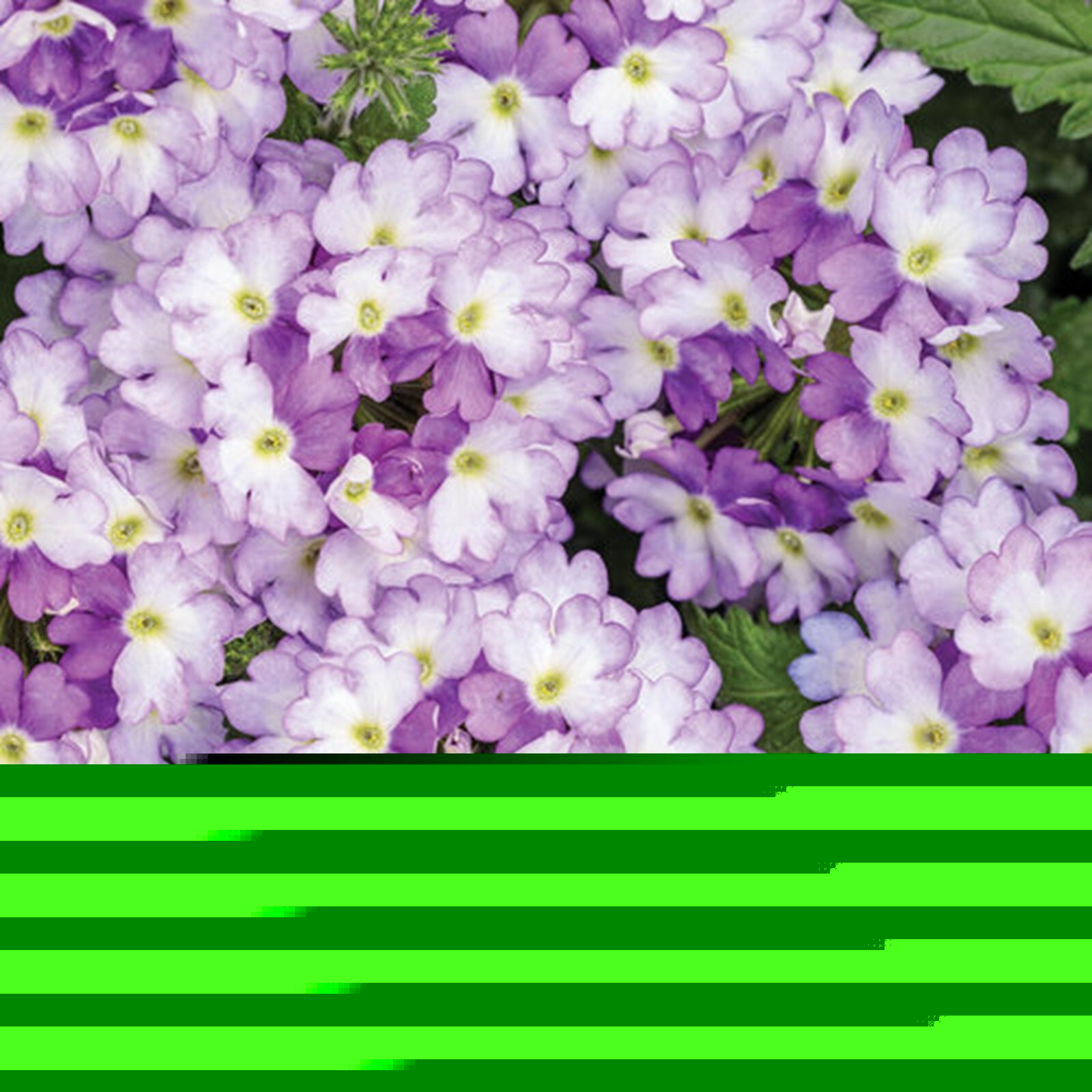 50 Sparkling Amethys Verbena Seeds Groundcover Tender Perennial Bees Seed Flower