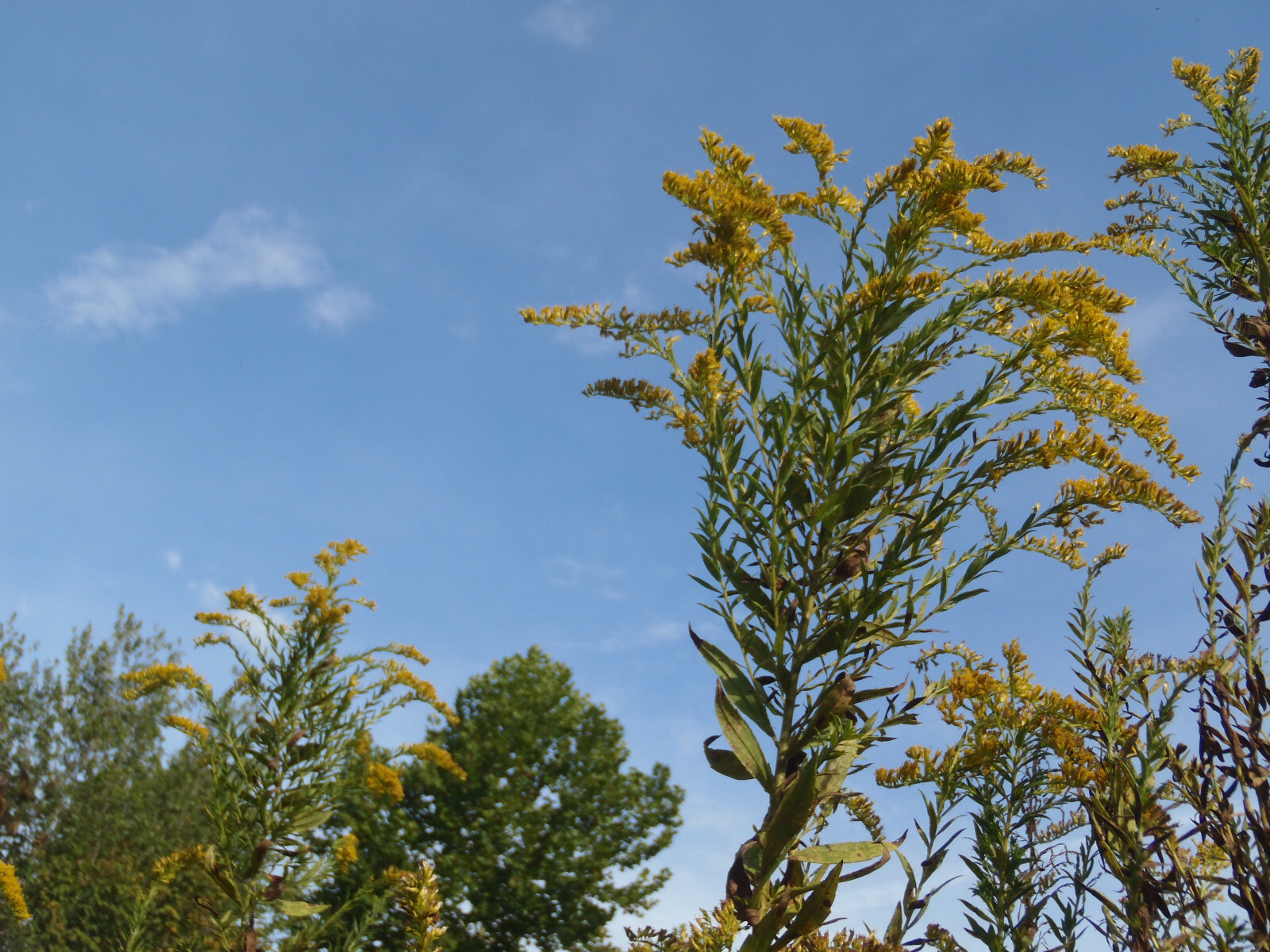 300+ Goldenrod Seeds Solidago Organic Medicinal Herb Showy Fall Flower Pollinate
