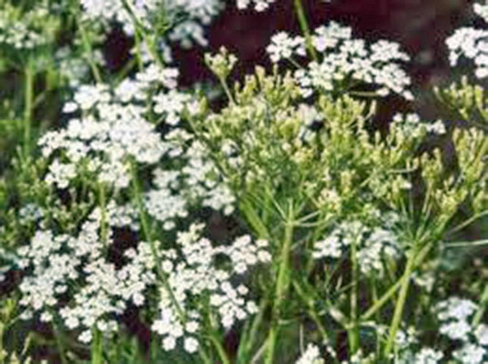 CARAWAY, HERB 500 SEEDS CAN USE SEEDS, PLANT AND ROOTS ON THIS HERB