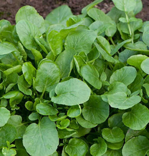 2000 Upland Cress Seeds Early Cress Creasy Greens Xà Lách Son , 2024 Season