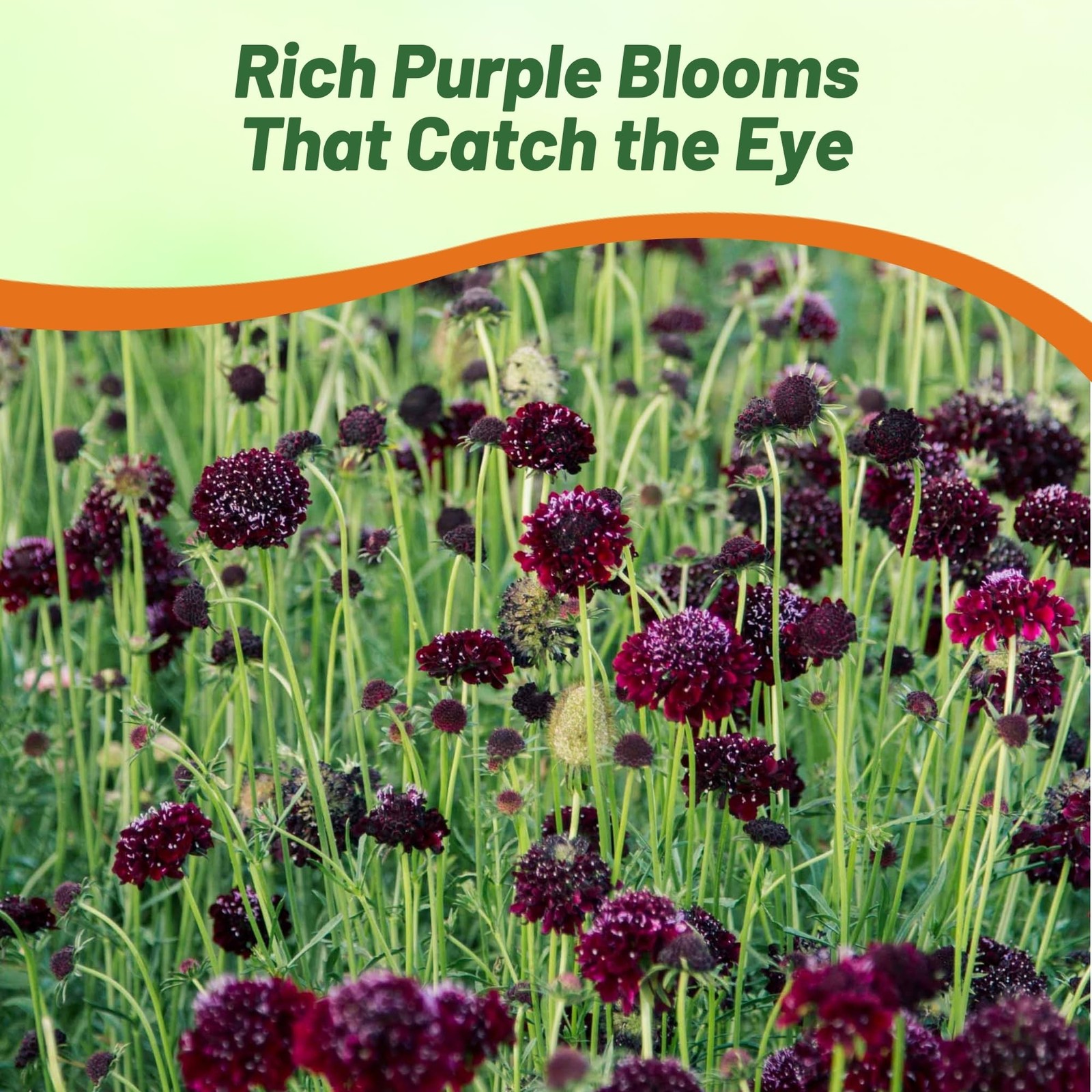 200 Seeds Scabiosa Purple Pincushion Drought Tolerant Garden Flower Plant Seed