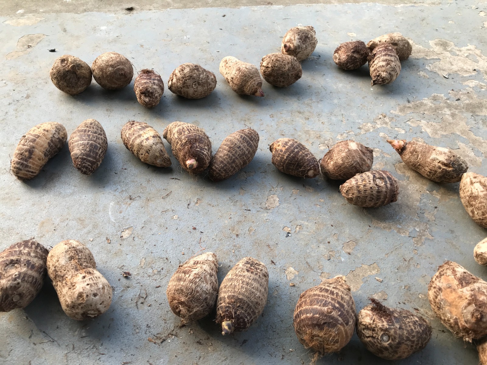 10 LIVE Colocasia Esculenta Elephant Ear Taro Gabi Kalo Eddo Bulbs READY to GROW