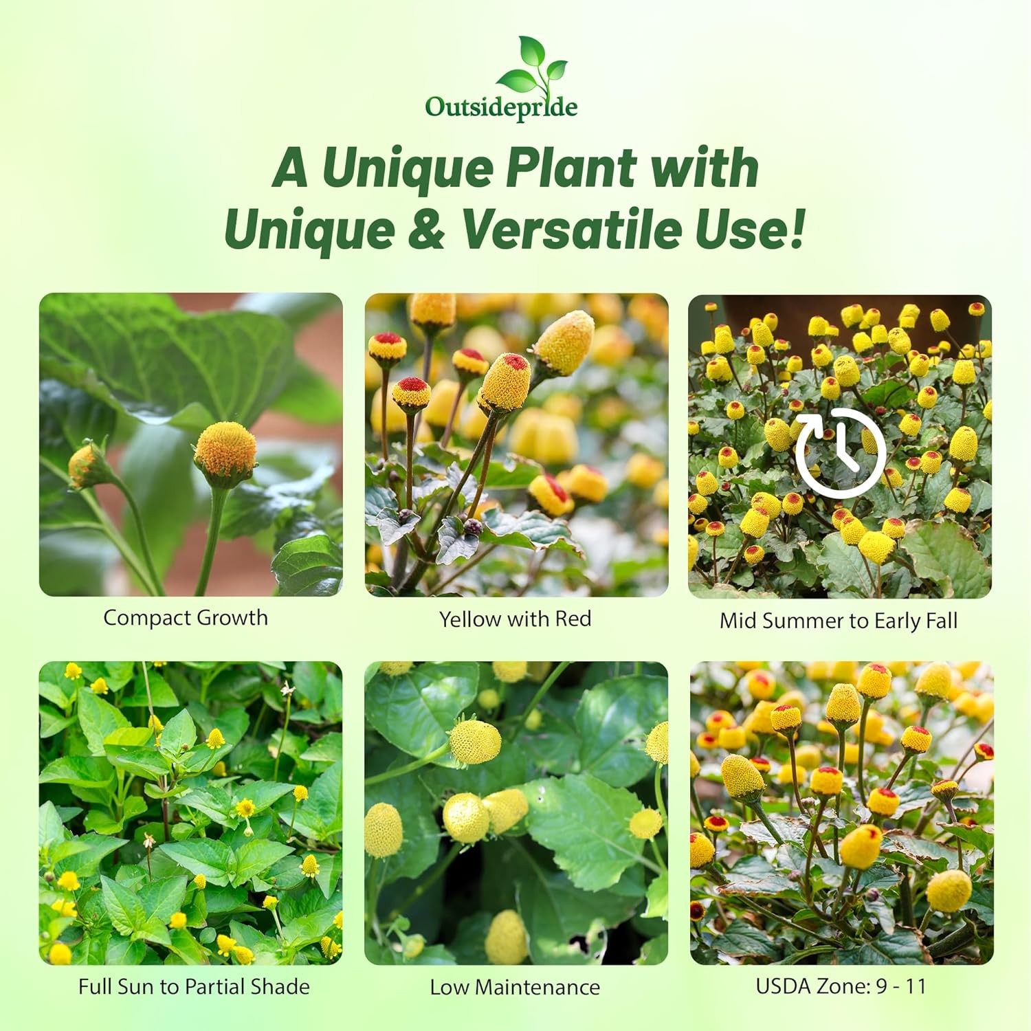 5000 Seeds Toothache Plant Seeds – Eyeball Plant Herb Seed