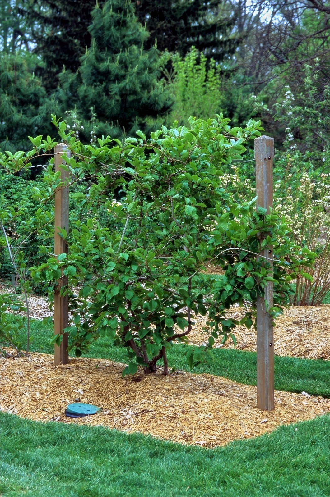 50 Issai Kiwi Seeds Arctic Grape Superfruit Garden Plant Cold Hardy Fast Vine