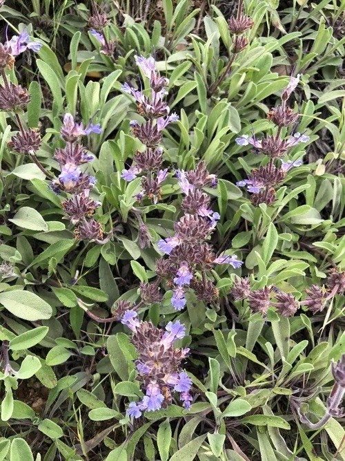 57+ Salvia sonomensis Seeds Rare Native Creeping Sage Fresh Harvested May 2026