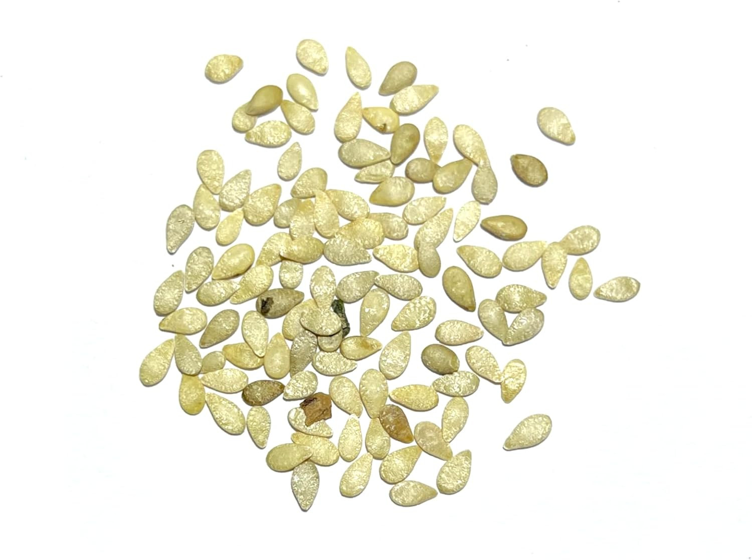 Cucamelon Seeds for Planting Mexican Sour Gherkin Miniature Mouse Melons – Non-G