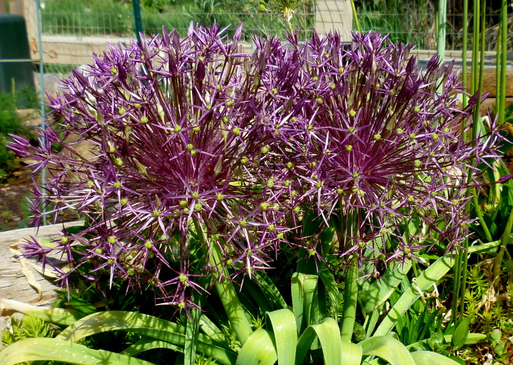 20+ RARE HUGE PURPLE ALLIUM CHRISTOPHII 12″ BASKETBALL FIREWORKS FLOWER SEEDS