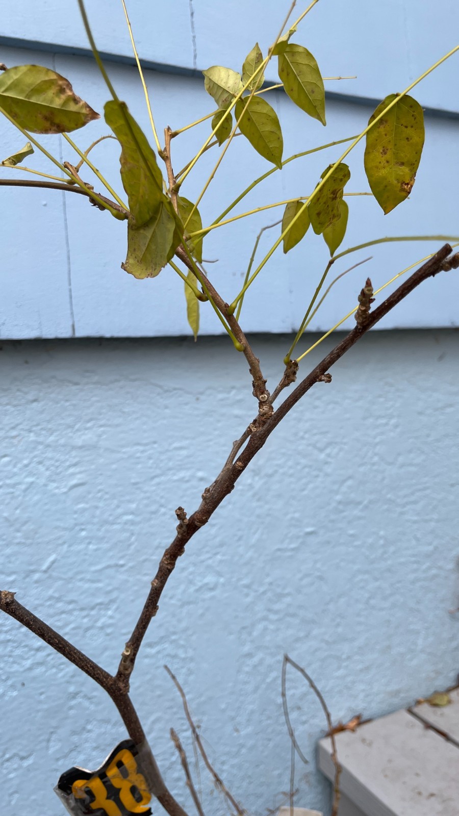 Exact Plant#18, 3 year old Wisteria macrostachya “Blue Moon”, Purple