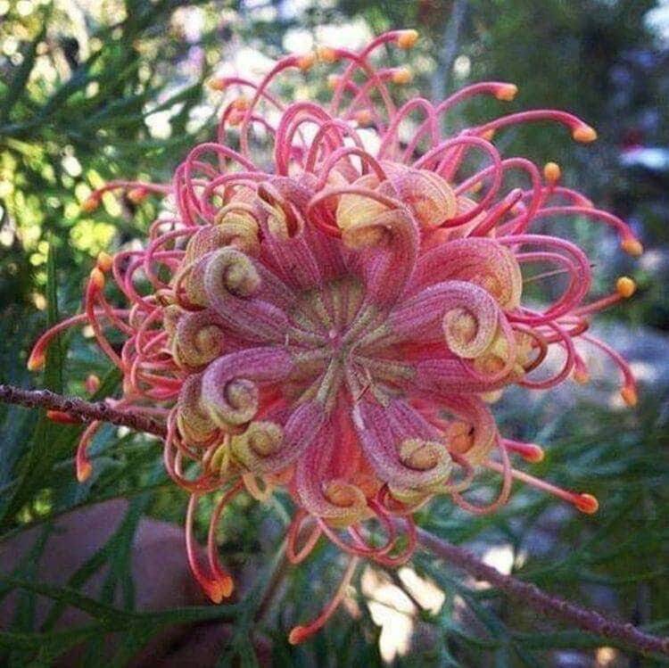 20 Passion Bee flower garden flower seeds for spring summer gmo organic colorfu