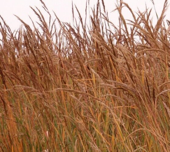 INDIAN GRASS SEEDS 600+ ornamental GARDEN perennial PLANTS FREE SHIPPING