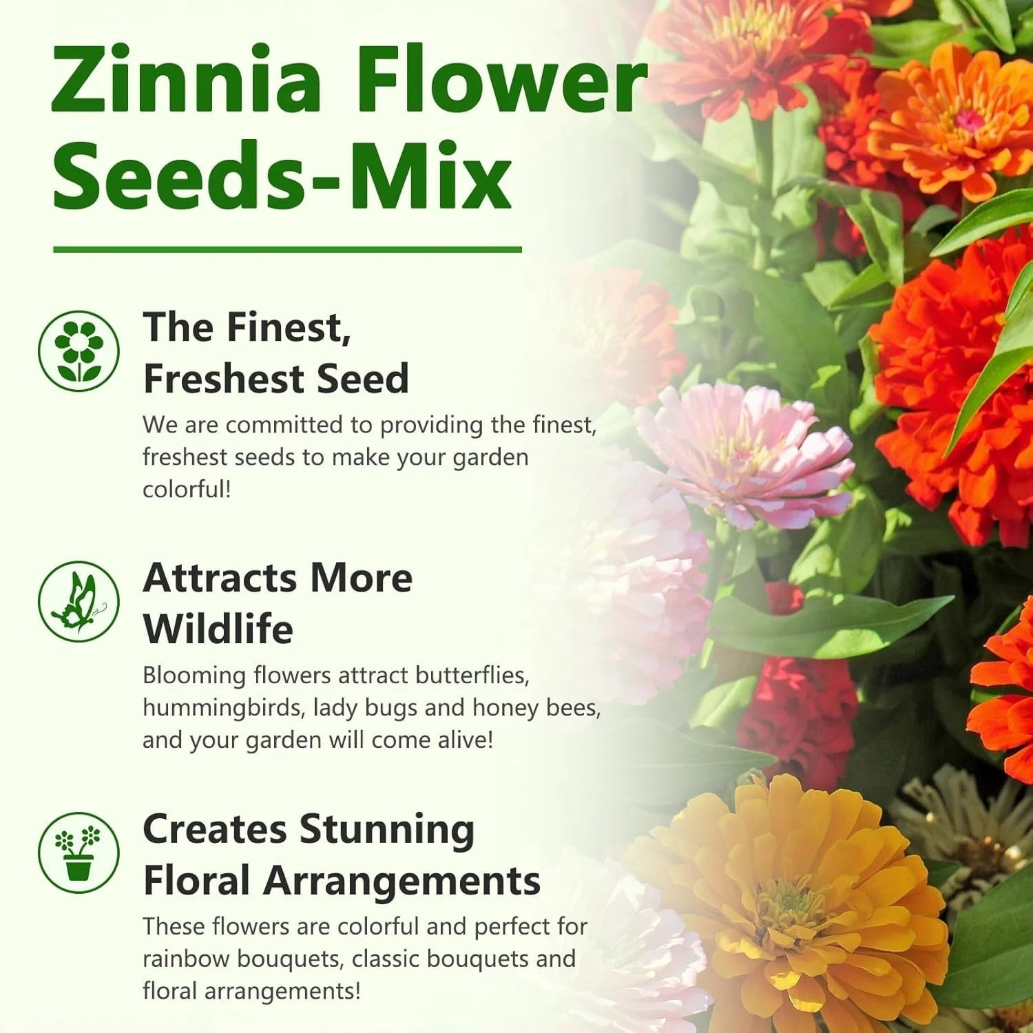 Zinnia Seeds California Giants Mix 10000+ Bulk Garden Flower Seeds for Planti