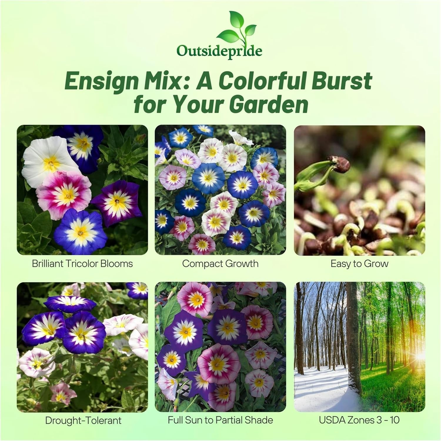 2000 Seeds Dwarf Morning Glory Seeds – Convolvulus Ensign Mix Flower Seed