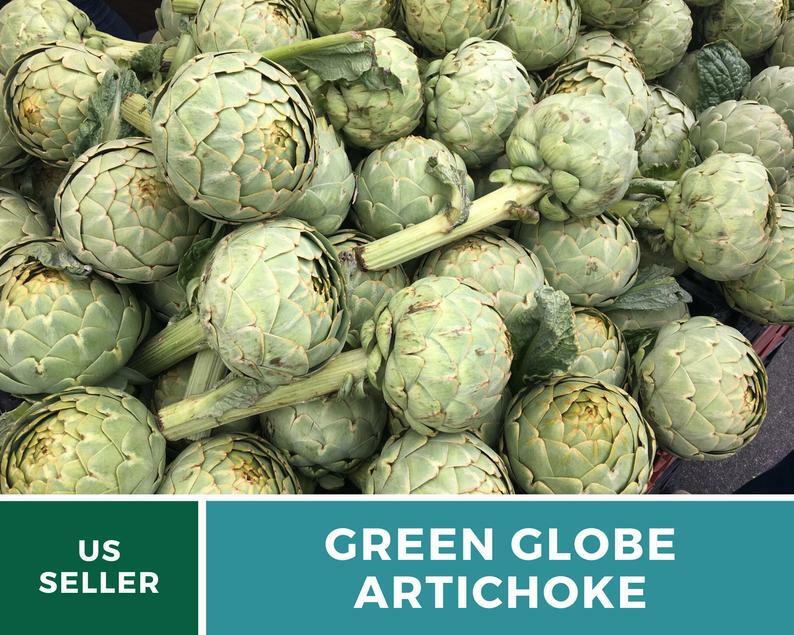Artichoke, Green Globe – 25 Seeds – Heirloom – Non GMO – (Cynara cardunculus)
