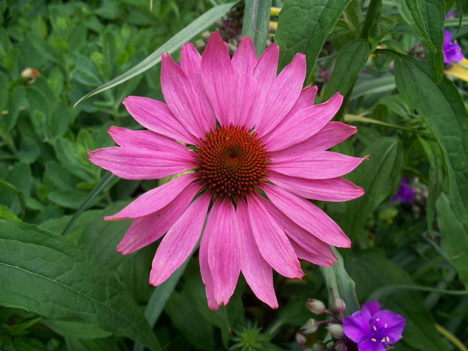150+ Lovely Timeless Heirloom Organic Purple Echinacea Coneflower Seeds w/Instr.