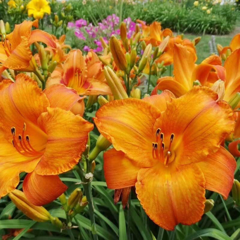 2 – MAUNA LOA Daylily Perennial Flower Bulb Bare Root Plants – Hemerocallis