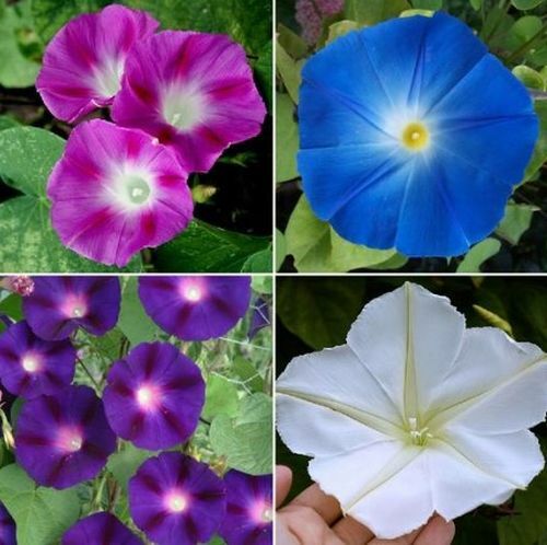 10 Multi Color Mix Morning Glory Seeds Trellis Climb Vining Flowers Zone 3-10