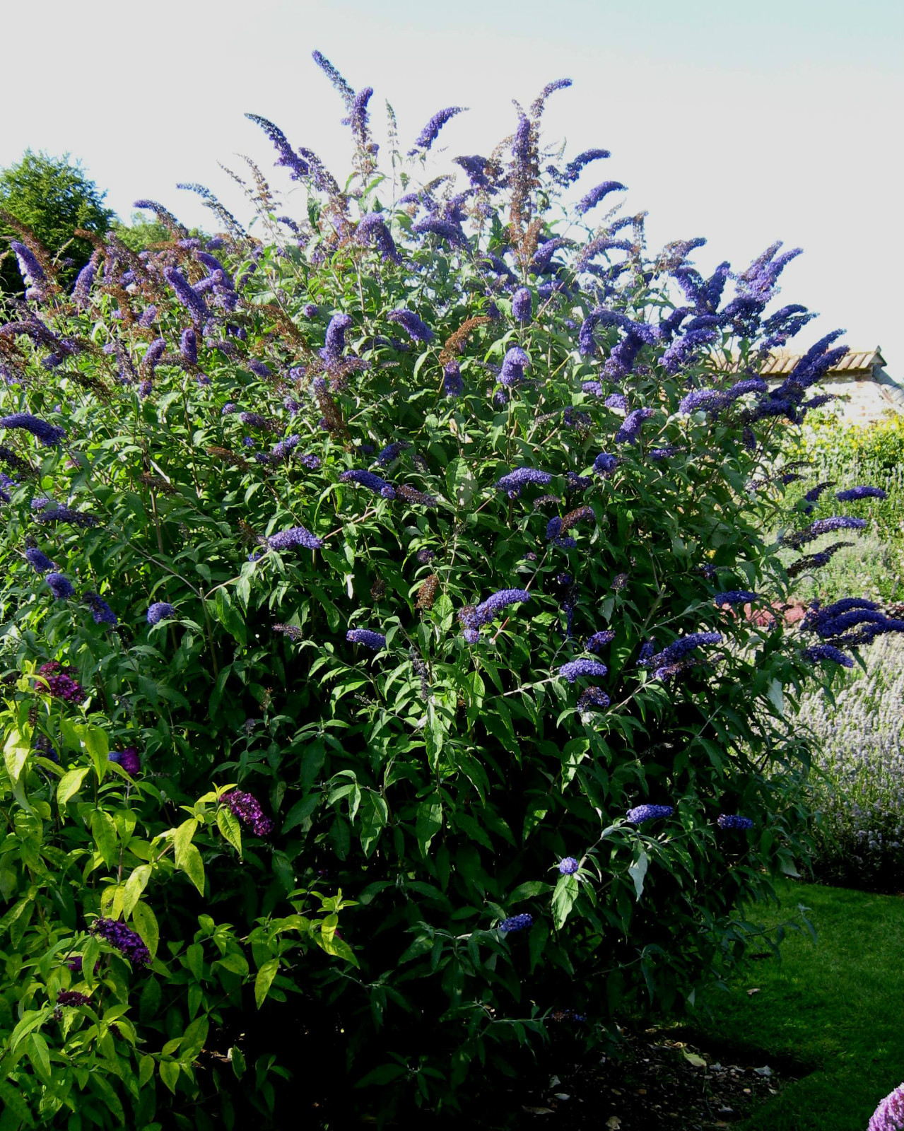 Butterfly Bush, Buddleia davidii, Shrub Seeds (Fast, Showy, Fragrant, Hardy)