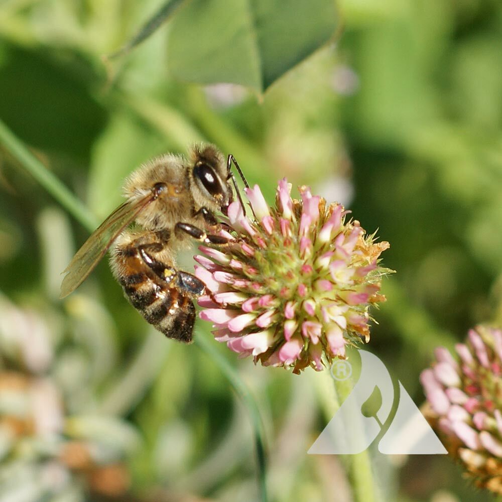 Clover STRAWBERRY Perennial Groundcover Pollinator Bees Love! Non-GMO 1000 SEEDS