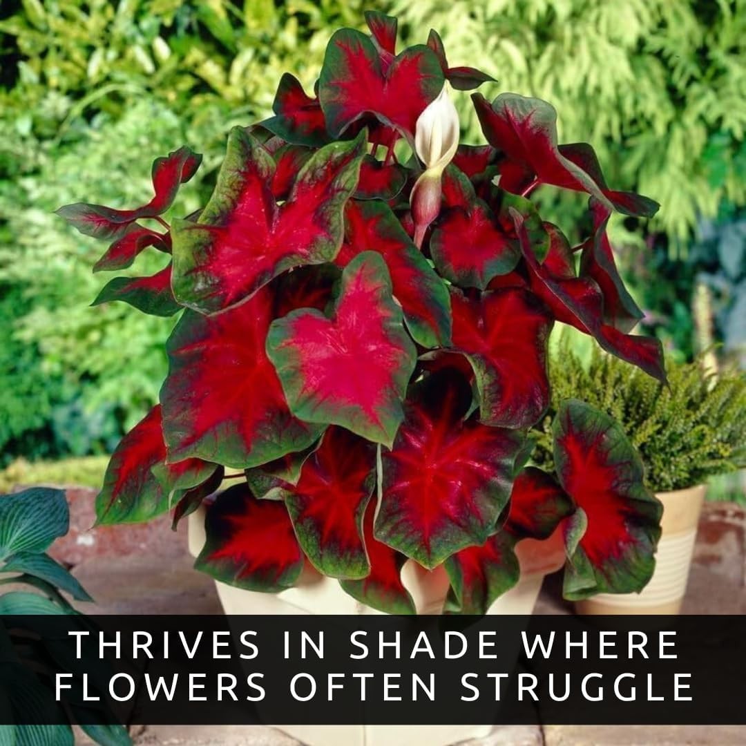 Florida Cardinal Caladium Bulbs for Planting – Perennial Hosta, Elephant Ears, F
