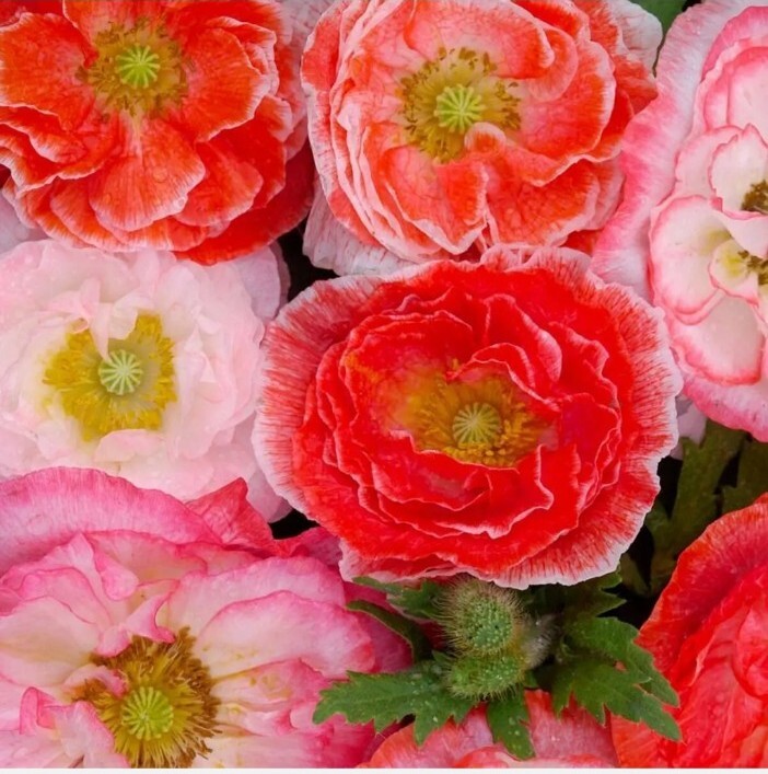 20 + Double Shirley Poppy Seeds Flower MIXED Colorful USA SELLER
