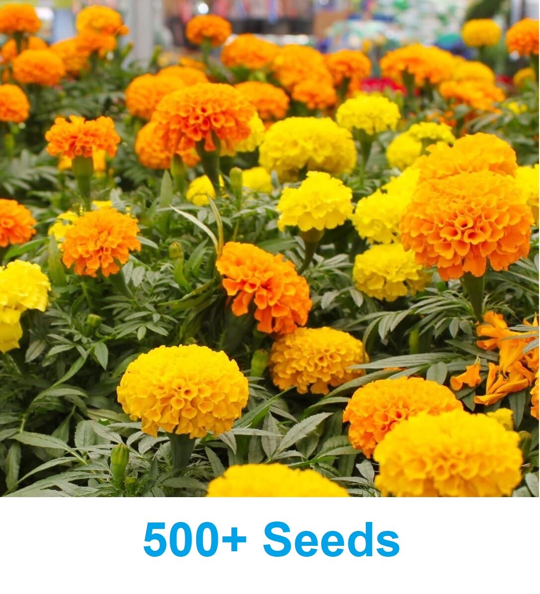 500+ Marigold Seeds Cracker Jack Mix African Marigold Seeds