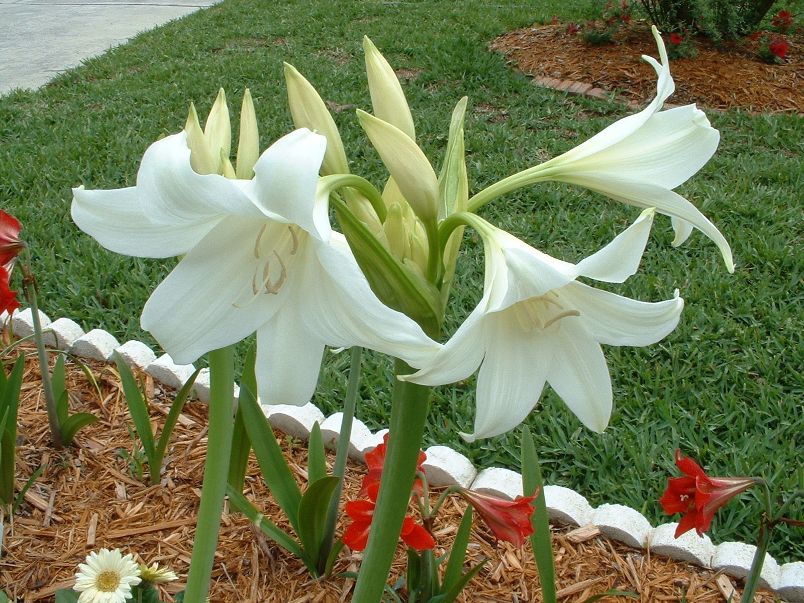 Crinum Lily, Powellii Album, medium-size bulb