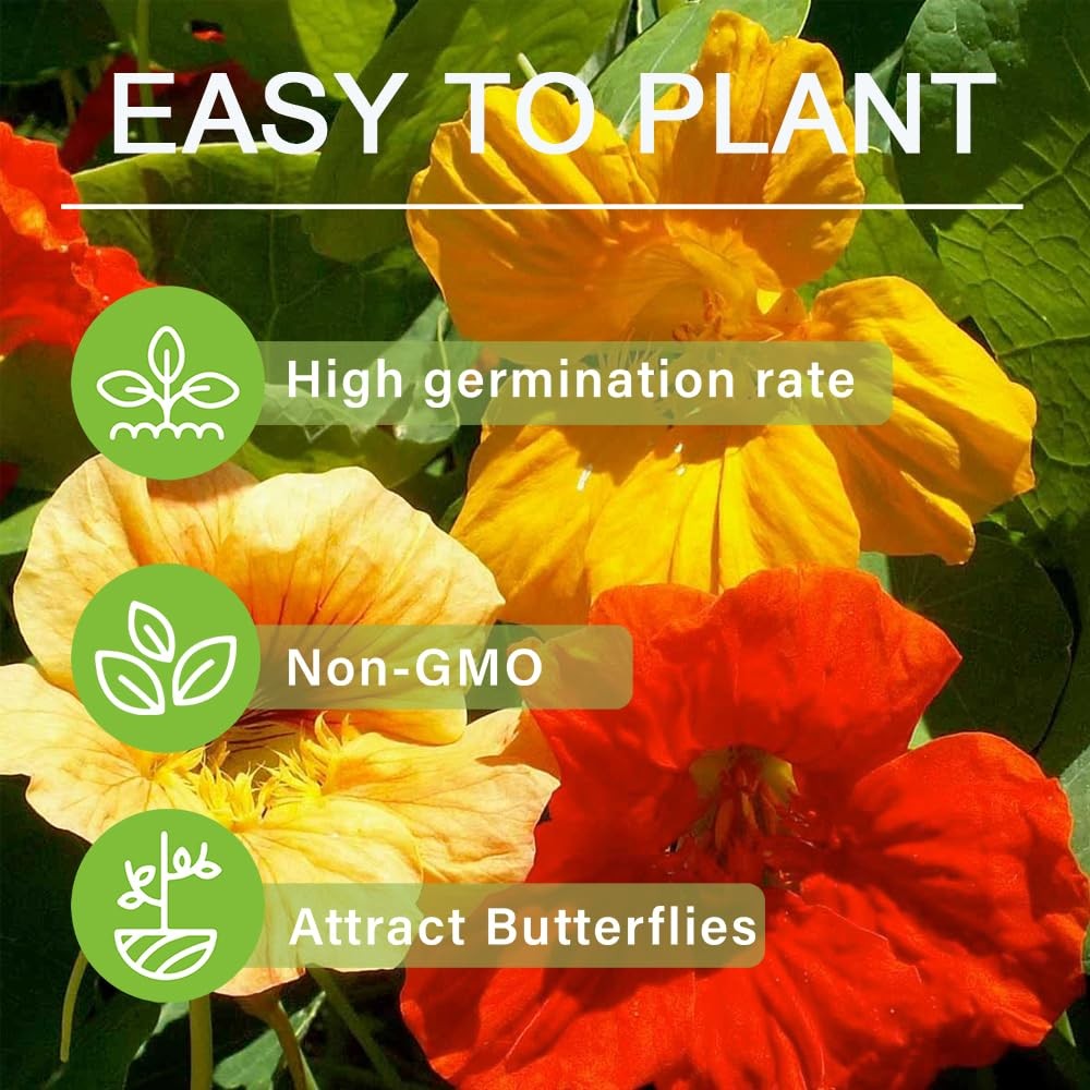 100+ Nasturtium Seeds for Planting-Annual Climbing Tropaeolum Nasturtium Seed…