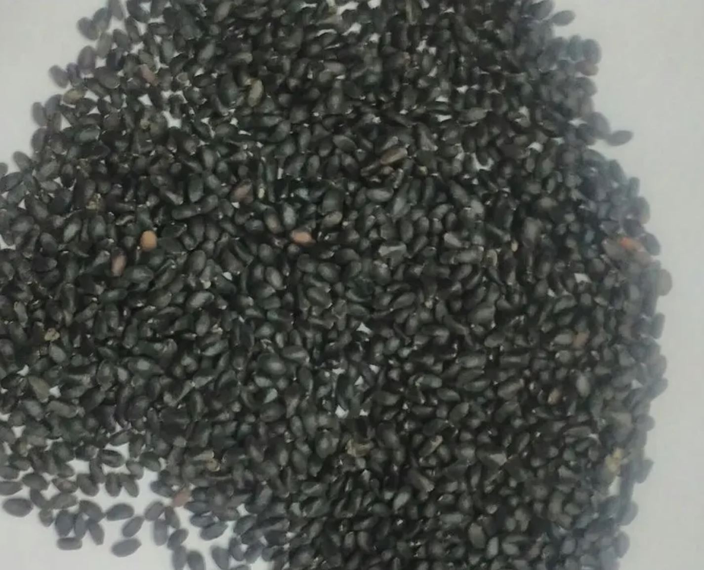 2,000 Genovese Basil Seeds – Heirloom – Classic Sweet Italian Cooking Herb
