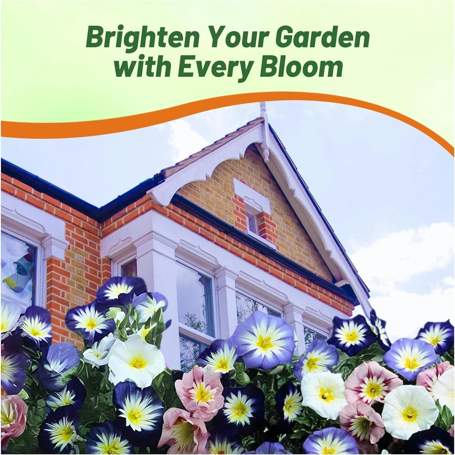2000 Seeds Dwarf Morning Glory Seeds – Convolvulus Ensign Mix Flower Seed