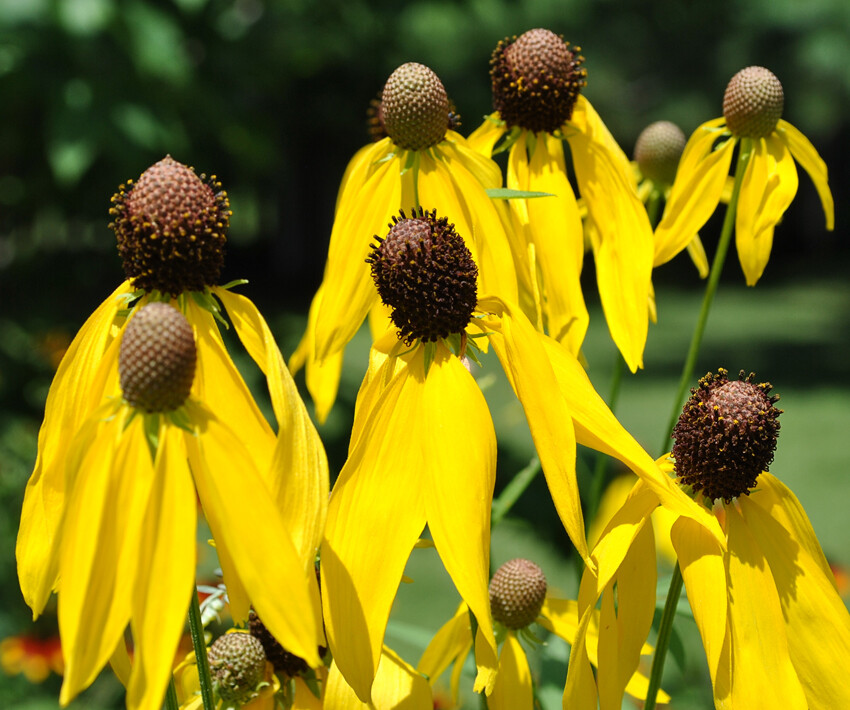 Yellow Prairie Coneflower Ratibida Seeds 300+ USA SELLER FREE S&H WILDFLOWER