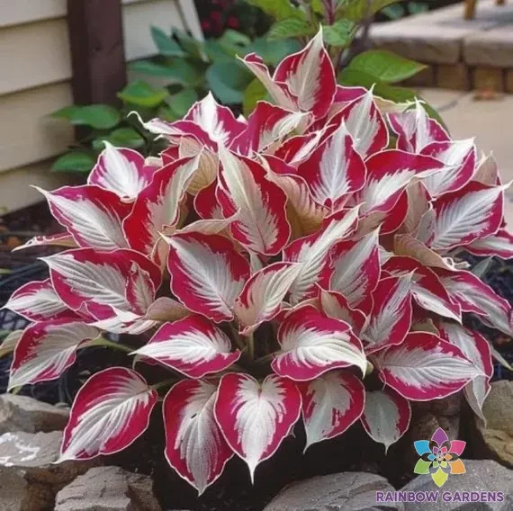 25+ Candy Cane Coleus Seeds for Garden Planting – USA – FREE SHIPPING!
