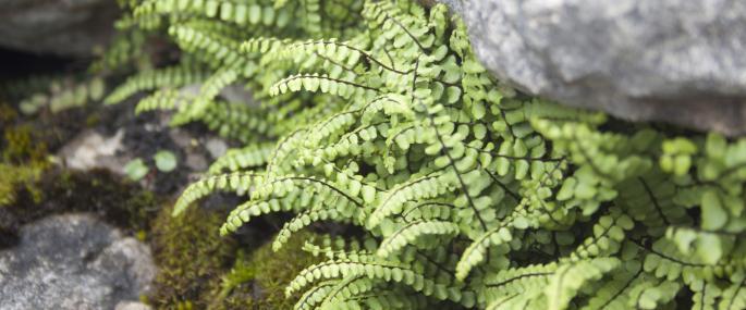 Maidenhair SPLEENWORT fern 20 rhizomes (asplenium platyneuron)