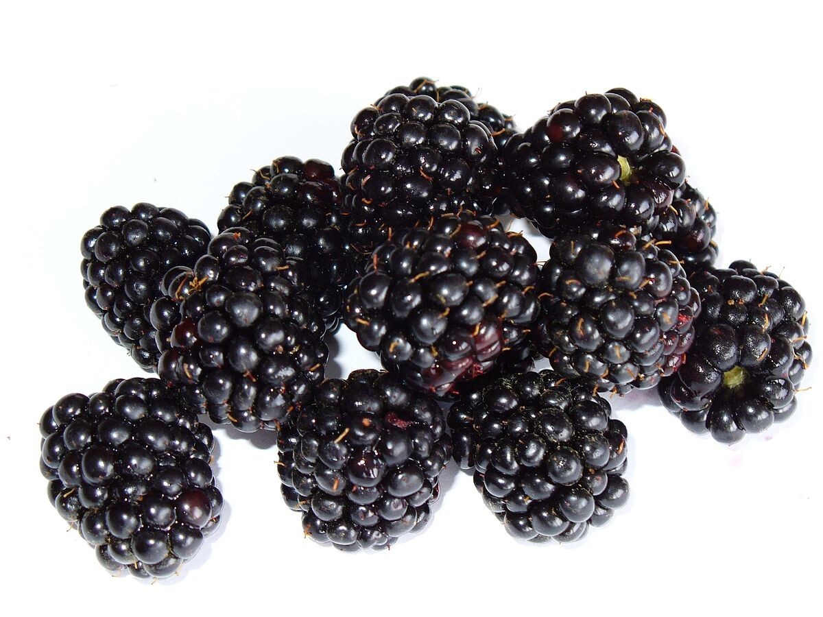 100 SEEDS Organic Blackberry Blackberries Non-GMO USA Home Grown Very Sweet