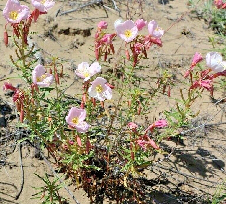 301+Pale EVENING PRIMROSE Flower Seeds Drought Heat Cold Groundcover Wildflower