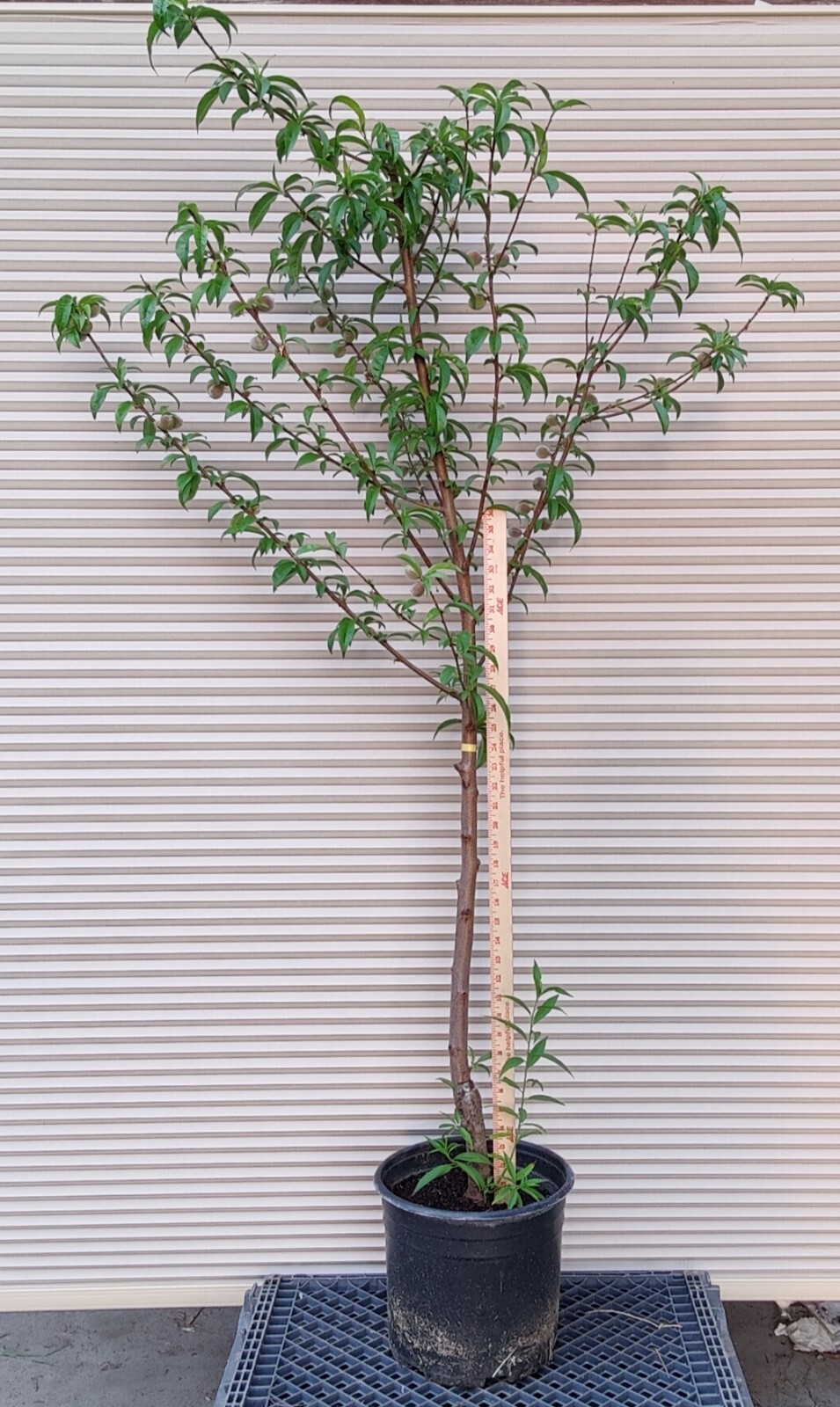 1 (One) Live “WHITE DONUT PEACH” plant rooted about 36″ tall.