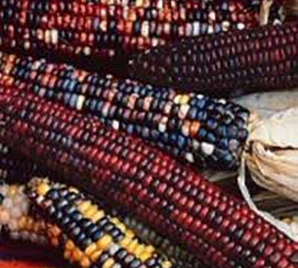 Corn Indian Ornamental Great Heirloom Vegetable by Seed Kingdom (5 Lb Seeds)