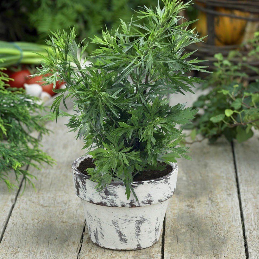 1000+ Mugwort Seeds (Artemisia vulgaris) | Medicinal Culinary Perennial Herb USA