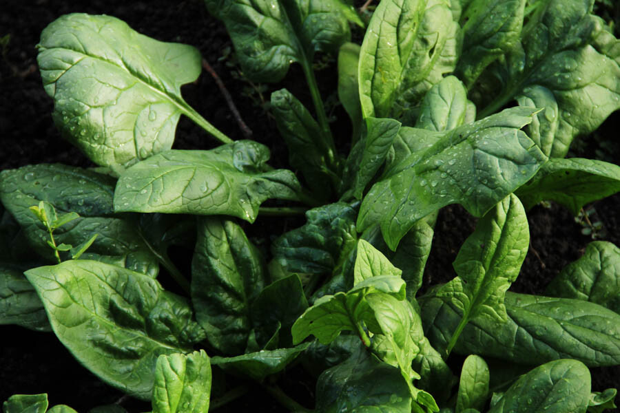 200+ Spinach Seeds Viroflay Spinach (Spinacia oleracea) Persia Vegetable USA