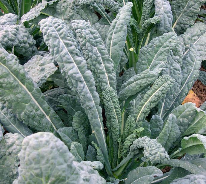 250 Lacinato or Dinosaur Kale Seeds Heirloom NON-GMO Fresh Seeds for Your Garden