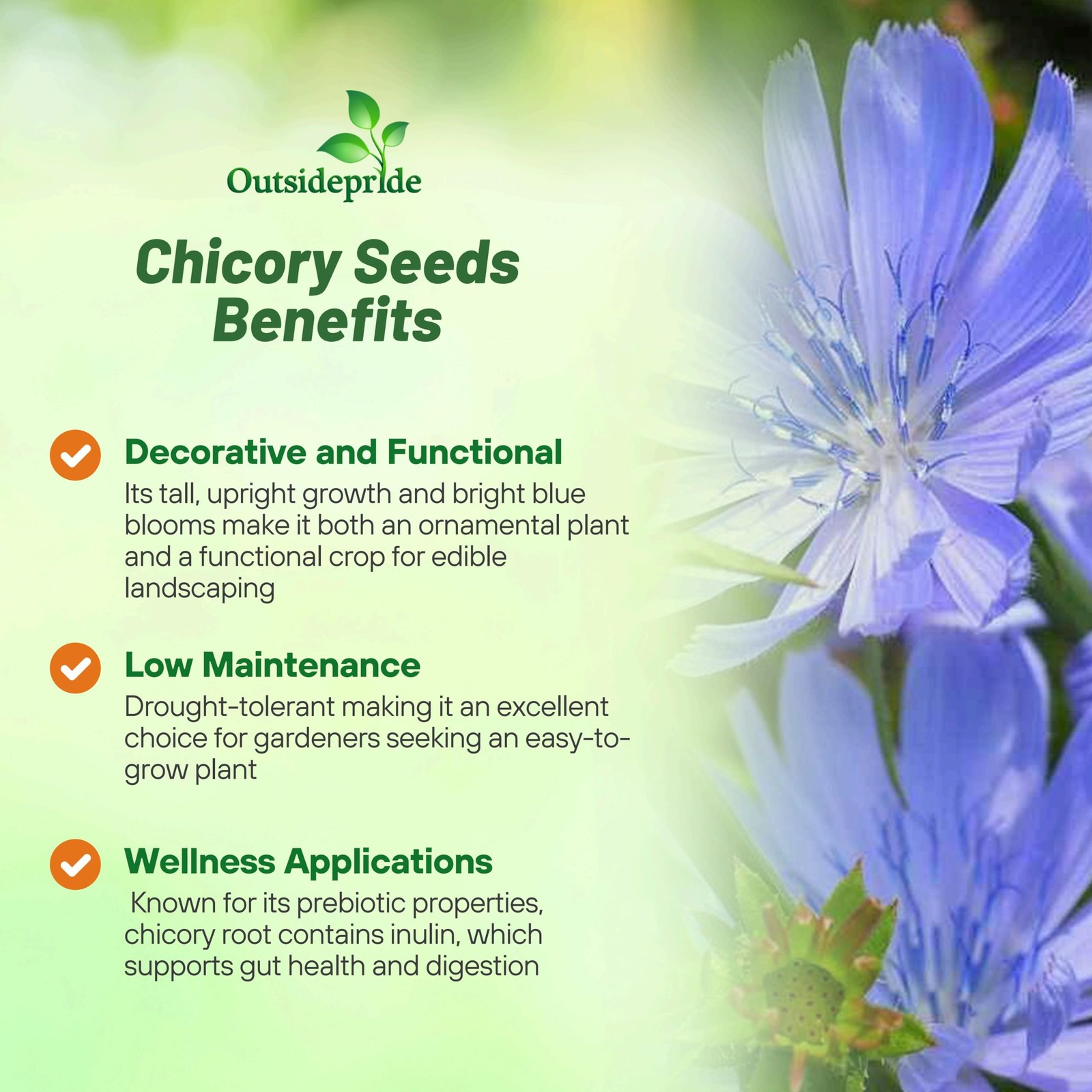 Chicory Seeds For Planting Perennial Drought Tolerant 5000 Pcs Blue Blooms Pastu