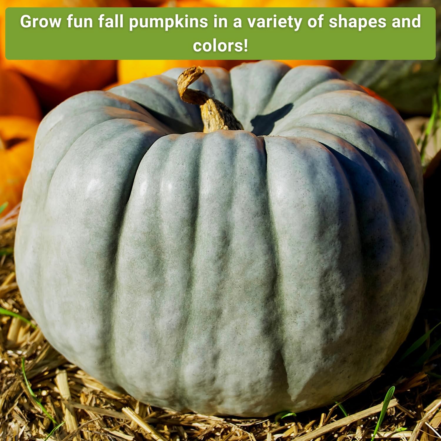 Decorative Pumpkin Seed Collection Jarrahdale, Galeux d’Eysines, Winter Luxury