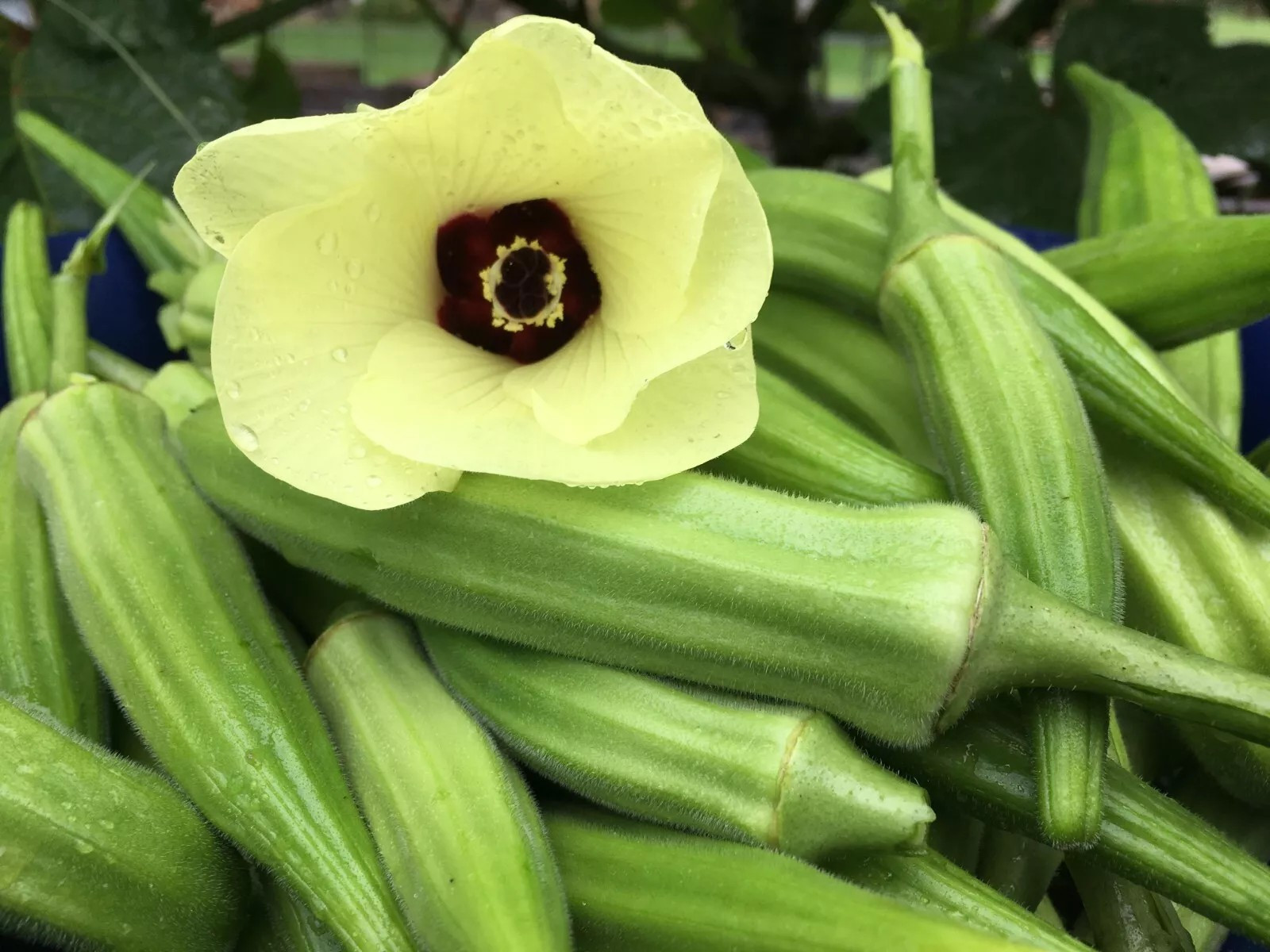 50+ Clemson Spineless Okra Seeds – NON GMO – Heirloom — FRESH