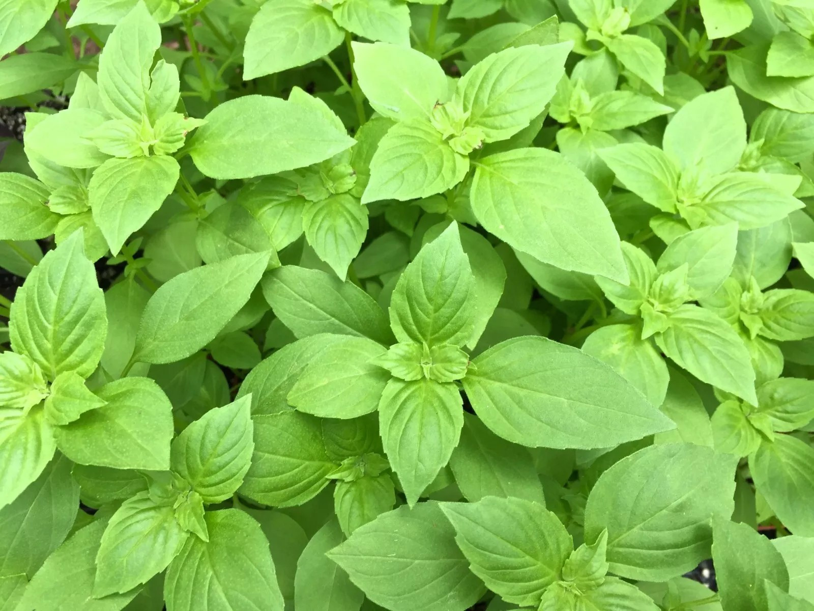 3000+ LEMON BASIL SEEDS – Ocimum Basilicum – HERB – ORGANIC – HEIRLOOM – NON GMO