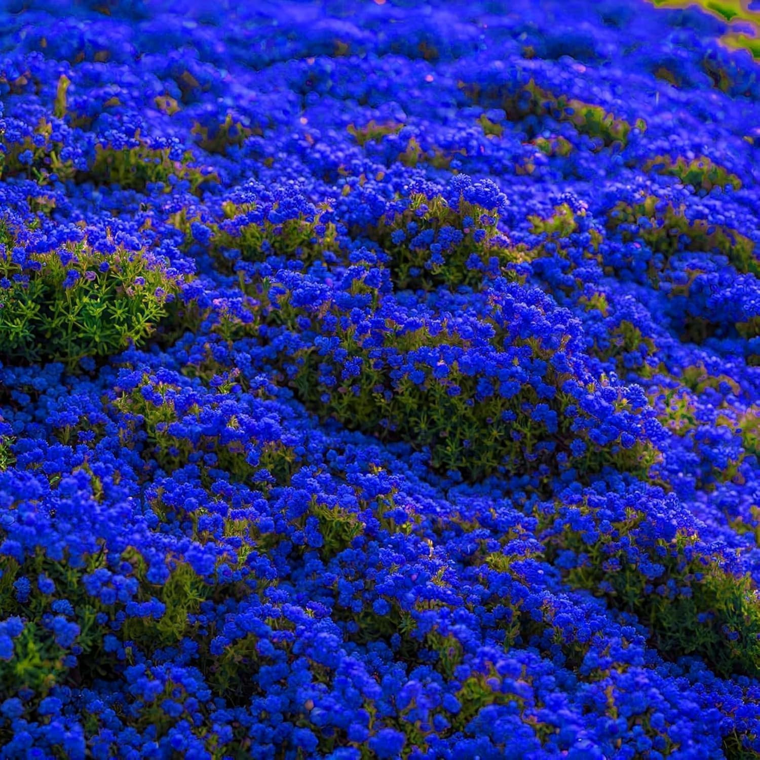 29000+ Magic Creeping Thyme Seeds for Planting Perennial Ground Cover Plants