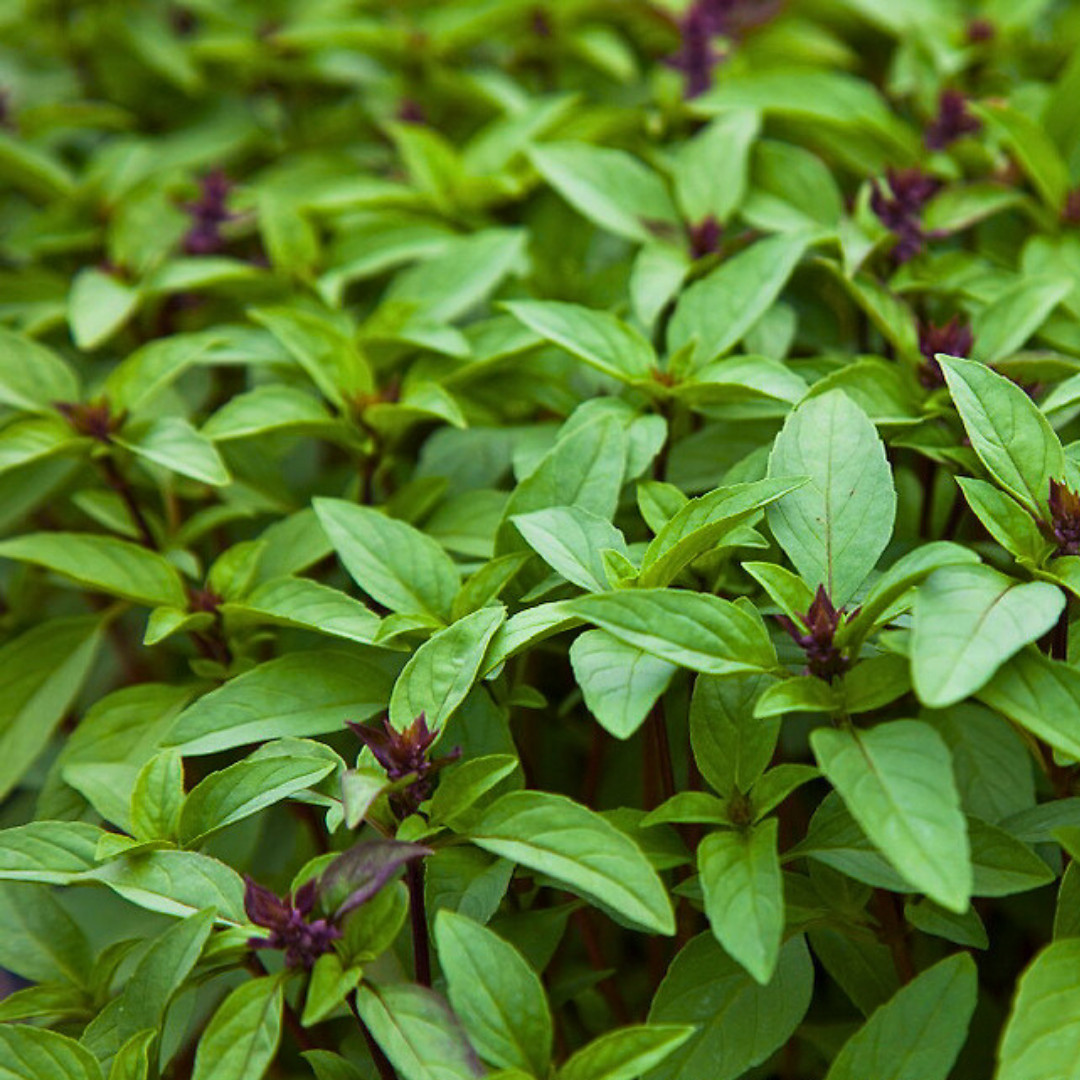 Fresh Thai Basil Seeds | Siam Queen | Heirloom Non-GMO | Asian Vegetable