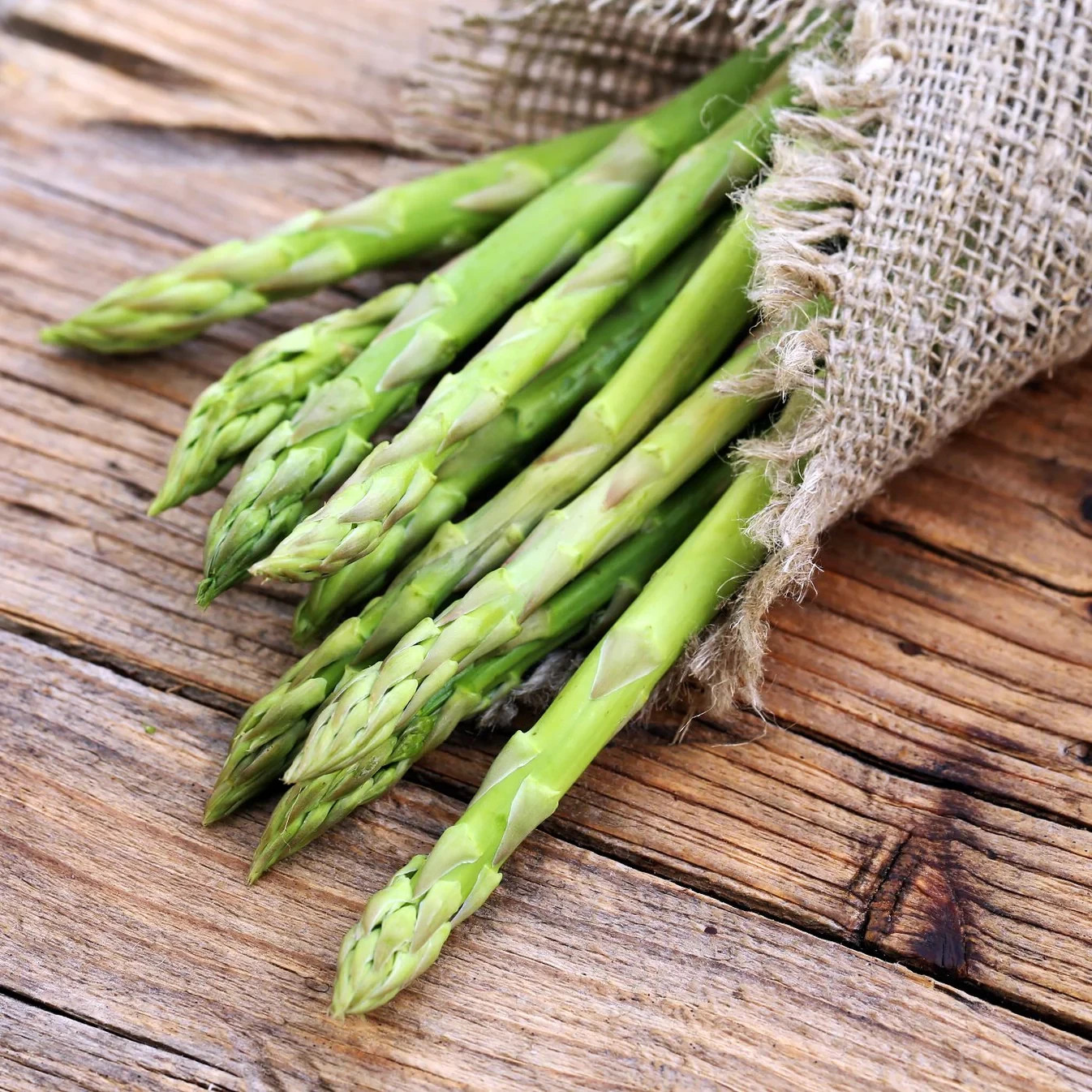 12 Asparagus Crowns “Millennium” (Pack of 12 Bare Root Plants) Zones 3-8