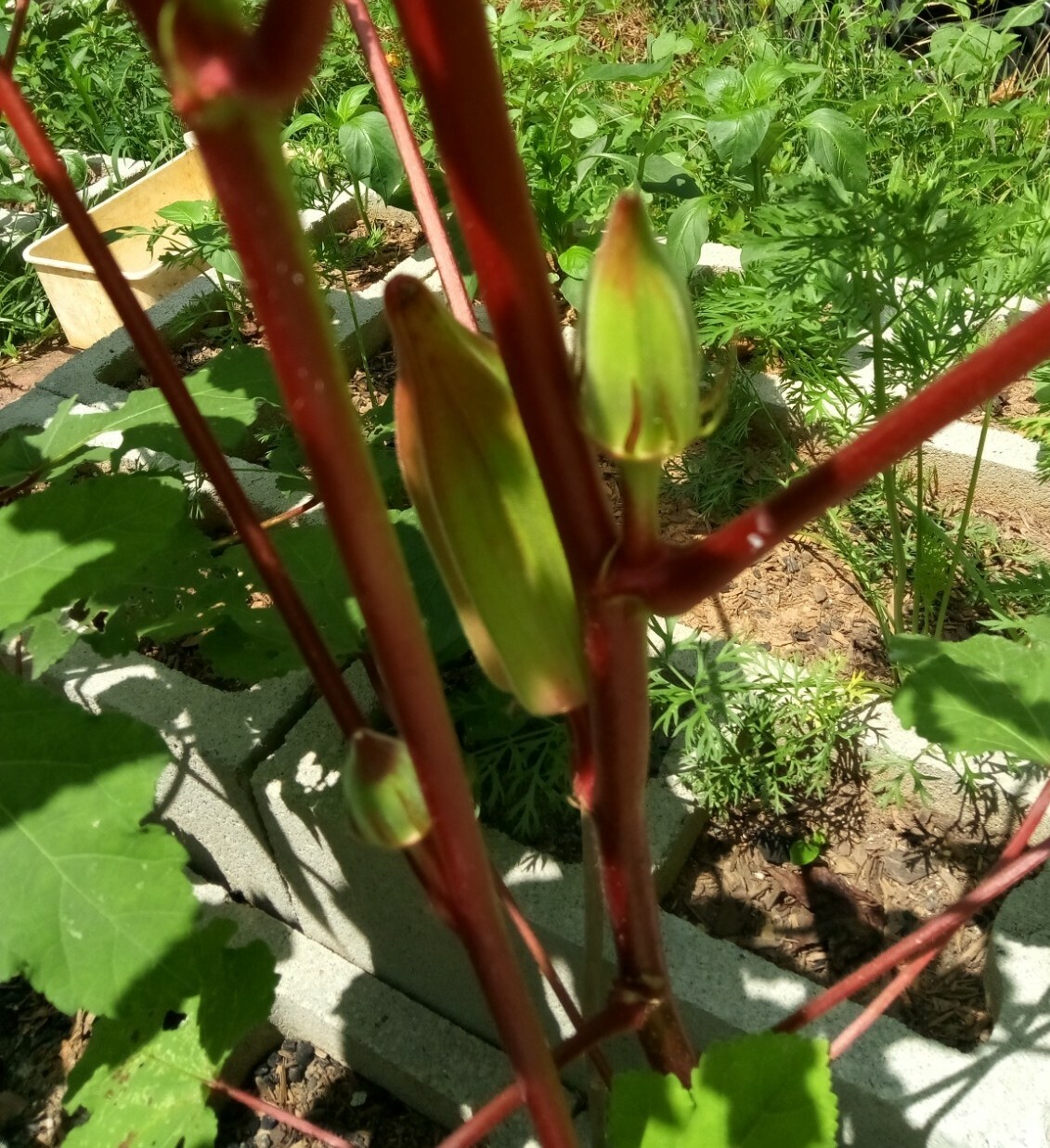 10 Rare Type Of Okra(Red/Green Pod) Seeds( Spineless ),US grown vegetable seeds.
