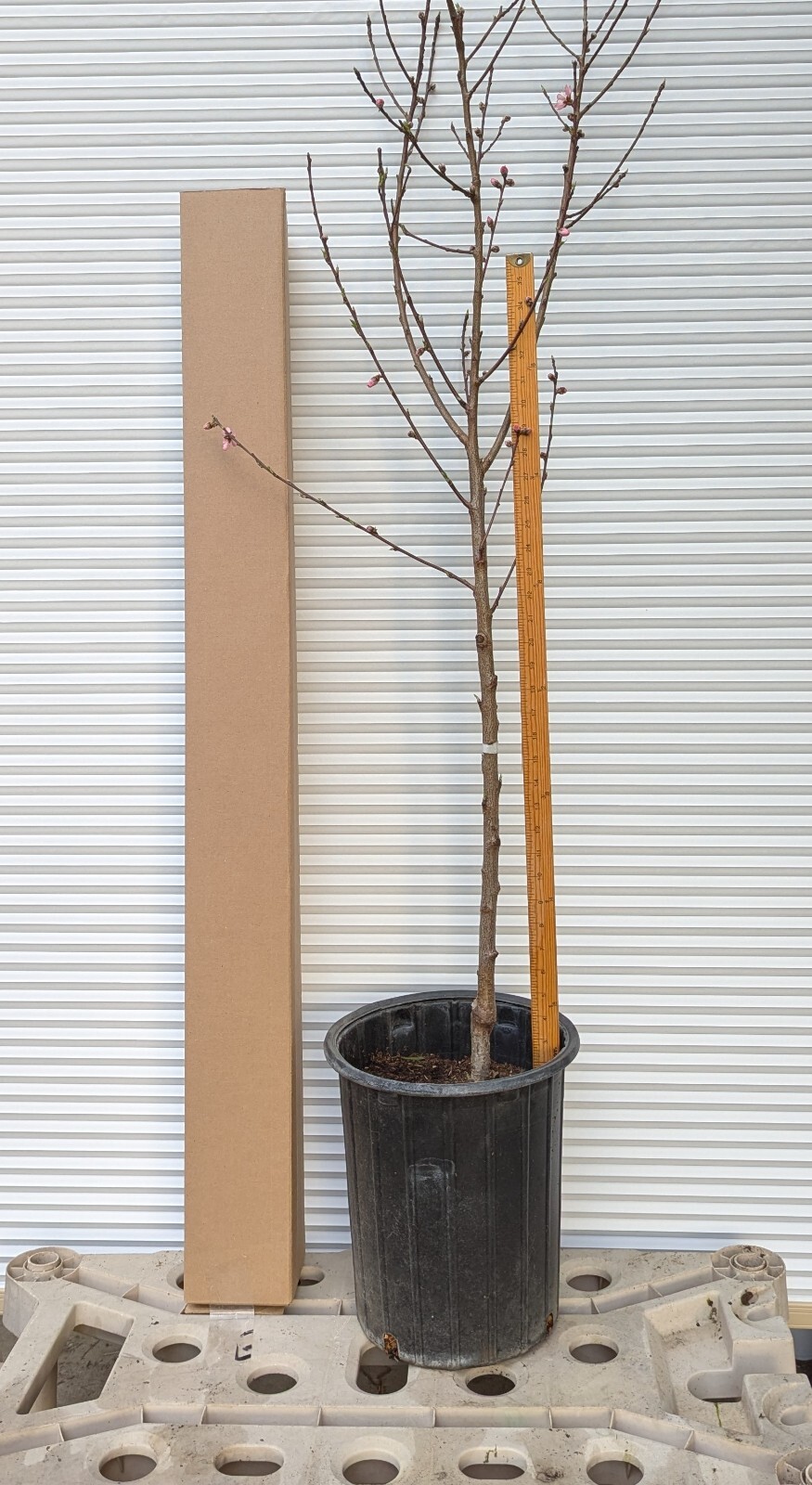 1 (One) Live “WHITE DONUT PEACH” plant rooted about 36″ tall.
